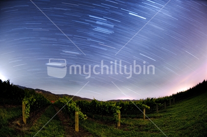 Star Trails over Vineyard, Marlborough