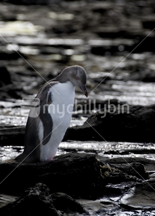 Yellow-Eyed Penguin, Curio Bay, Catlins Coast, New Zealand
