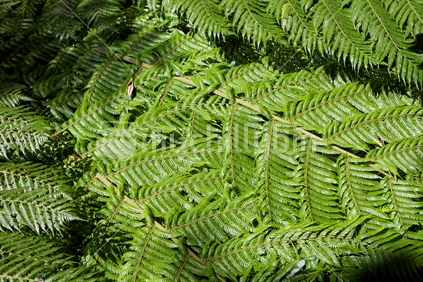 Ferns in sequence, Queen Charlotte Track, New Zealand