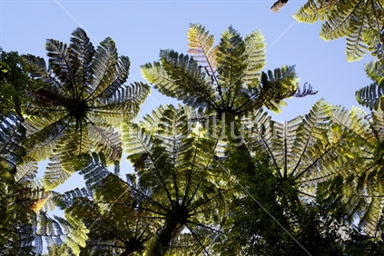 Ferns overhead, in the Queen Charlotte Track, New Zealand