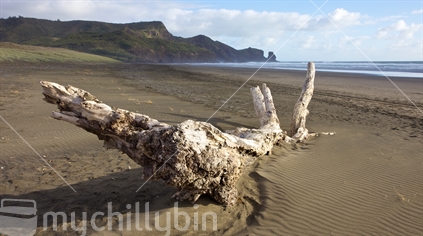 Shoreline of Bethells Beach North Island. I wanted to capture the wilderness wild quality of it.