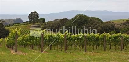 Vineyard on Waiheke Island outside Auckland. The distant coast is Coromandel.