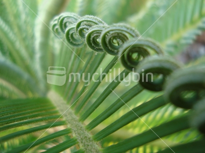 Close shot of sago palm frond, New Zealand.