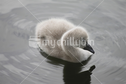 Young Cygnet Swims in Western Springs Park, Auckland, New Zealand