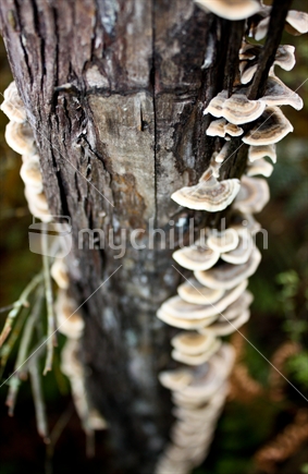 Fungus growth on tree