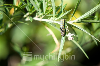 Monarch butterfly caterpillar, on swan plant.
