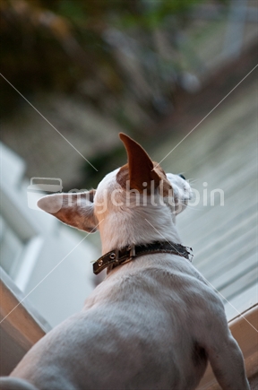 Jack Russell dog looking outside (high ISO)