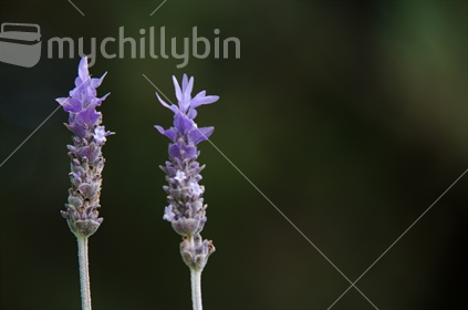 lavender flowers (focus left flower)