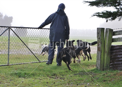 Female farmer in Southland letting the dogs through the gate in the mist