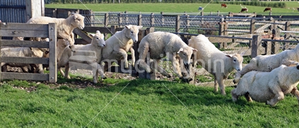 Sheep jumping through a gate.