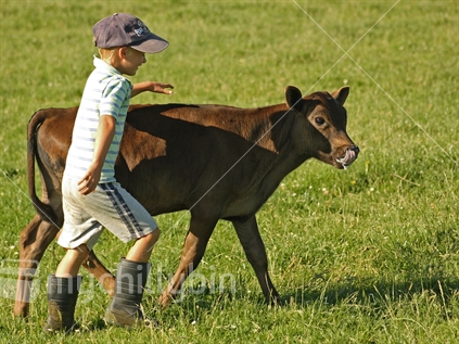 Young boy in gumboots, with calf