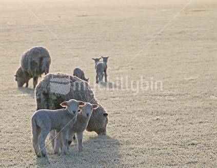 Sheep with their lambs on a frosty morning in Southland