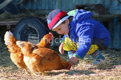 Kiwi Chinese boy with chickens on the Farm