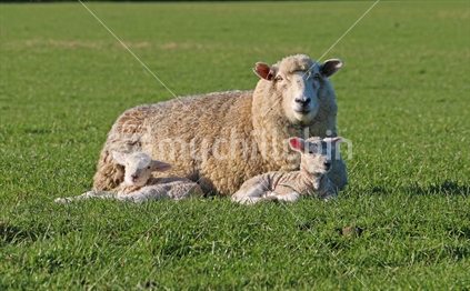 Sheep with her twin lambs in a paddock in Southland