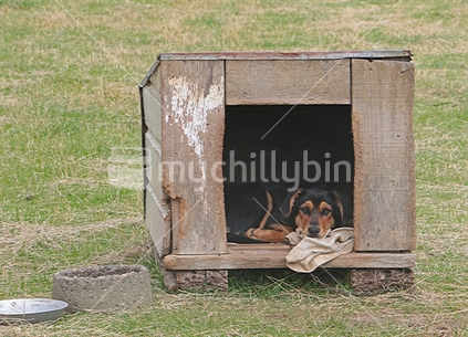 Working dog in it's kennel 