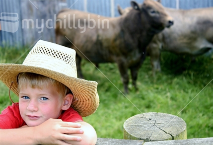 Boy in the paddock with bulls