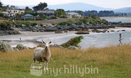 Sheep in the foreground at Riverton Beach