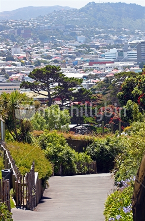 Wellington City with pohutukawas in flower