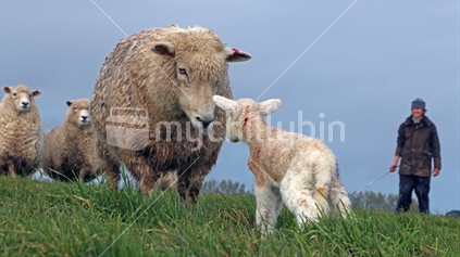 Sheep with baby lamb watched by a shepherd.