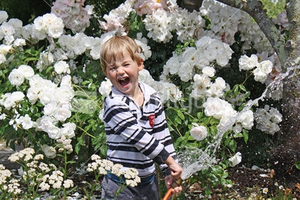 Boy with garden hose and white roses