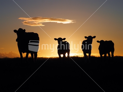 Silhouette of cows 