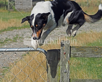 Heading dog jumping fence