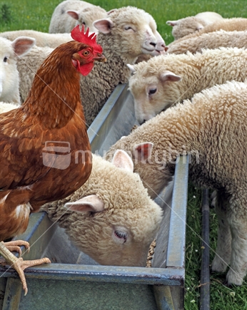 Chicken with young lambs