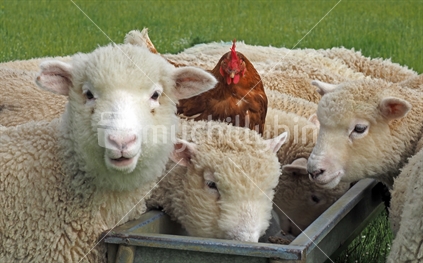 Chicken and young lambs
