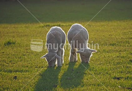 Young lambs at sunset