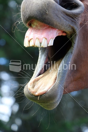Horse yawning