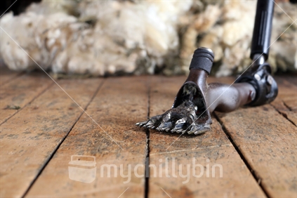 Shearers handpiece lying on wool shed floor (selective focus)