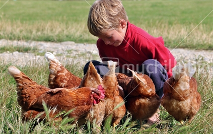 Boy spending time with the hens (foreground focus)