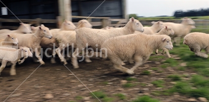 Sheep running out of the yards (motion blur)