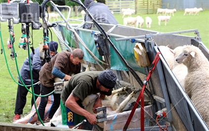 Three crutchers with their own design crutch easy for out doors.Sheep shearers