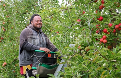 Hard yakka-seasonal worker picking apples from a ladder.