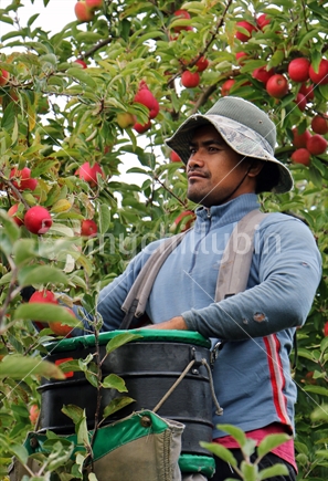 Hard yakka-seasonal worker picking apples from a ladder.