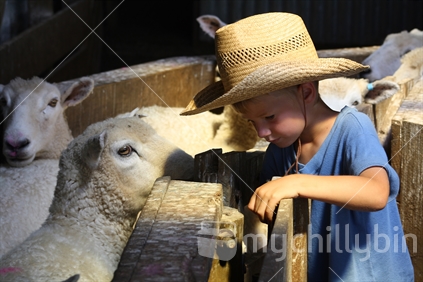 Boy working in yards with the sheep