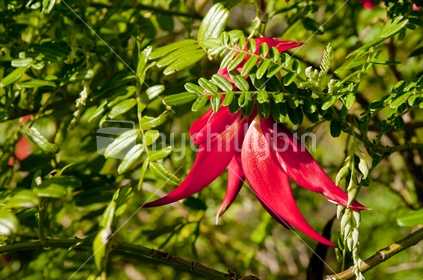 Endangered and endemic Kaka beak flower, in a natural New Zealand bush setting.