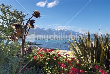 Wild flowers on the seashore at Kaikoura provide foreground interest, balancing the seaward snow capped Kaikouras in the distance.