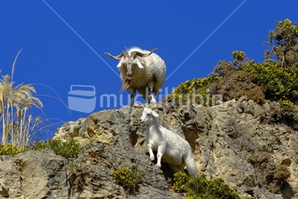 two wild goats on a rocky wellington hillside, one billy and one kid, with the older billy watching the kid cavort