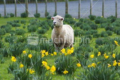 a sheep stands alert in a field of grass and spring daffodils