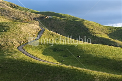 the late afternoon sun on a rolling hills in Wellington's Ohariu Valley with a winding steep road