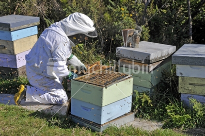 A beekeeper tending his hives, wearing protective clothing.