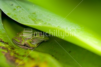 Green and golden Bell Frog, hiding under a leaf.