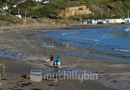 A young couple with a baby in a pram and dog walk along the deserted Titahi Bay beach on a sunny day