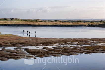 A group of four men returning from gathering seafood in the low tide waters of the Waipu river estuary