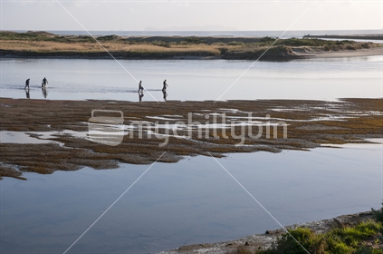 A group of four men returning from gathering seafood in the low tide waters of the Waipu river estuary