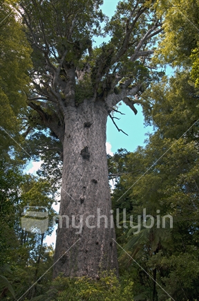 Tane Mahuta, Lord of the Forest; the Giant Kauri in Waipoua Forest in Northland