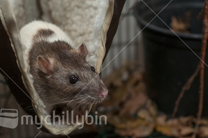 Friendly rats in a tame environment