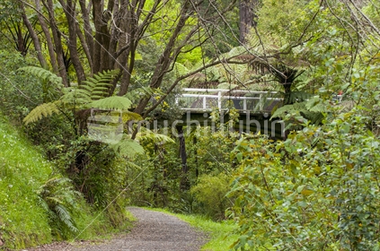 Bush walks in central wellington - Central Park showing the bridge and pathways